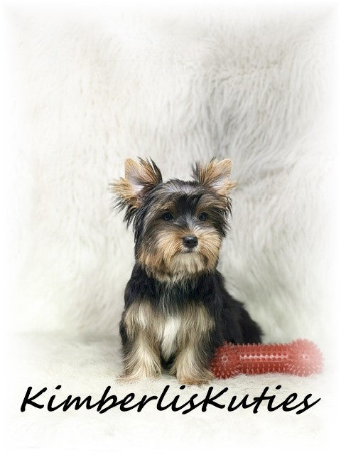 TRADITIONAL Yorkshire Terrier ~ Male, Spence