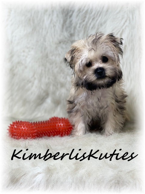GOLDEN Yorkshire Terrier ~ Male, Koda