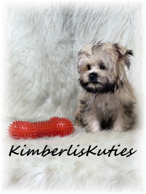 GOLDEN Yorkshire Terrier ~ Male, Koda
