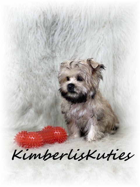 GOLDEN Yorkshire Terrier ~ Male, Koda