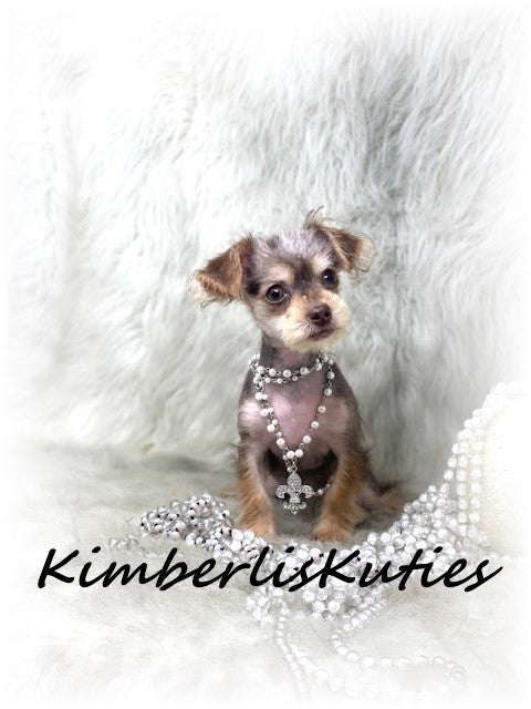 YORKIE POO (Yorkshire Terrier/Toy Poodle) Female, Little Blair