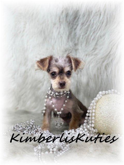 YORKIE POO (Yorkshire Terrier/Toy Poodle) Female, Little Blair