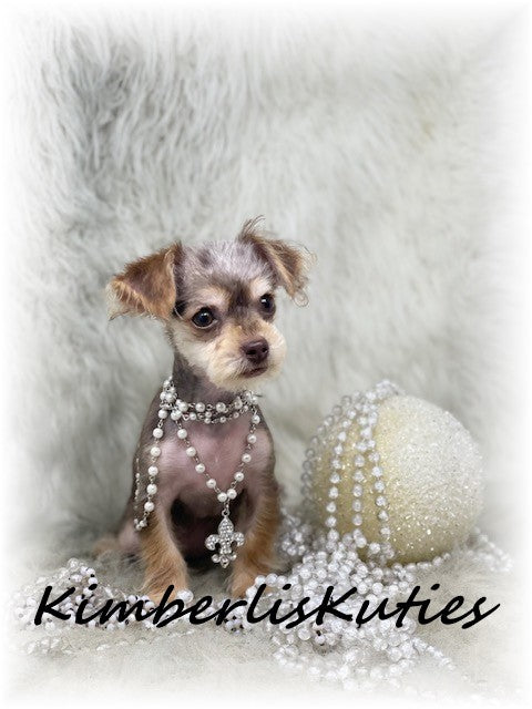 YORKIE POO (Yorkshire Terrier/Toy Poodle) Female, Little Blair
