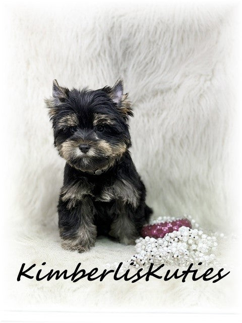 TRADITIONAL Black Yorkshire Terrier ~ Female, Brooklyn