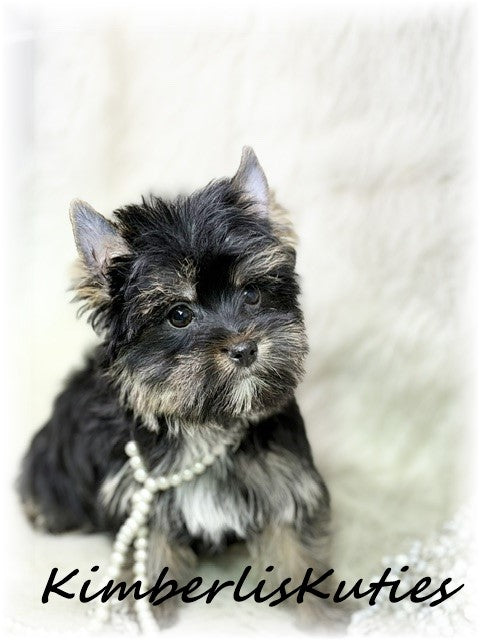 NON-FADING Black Yorkshire Terrier ~ Female, Bree