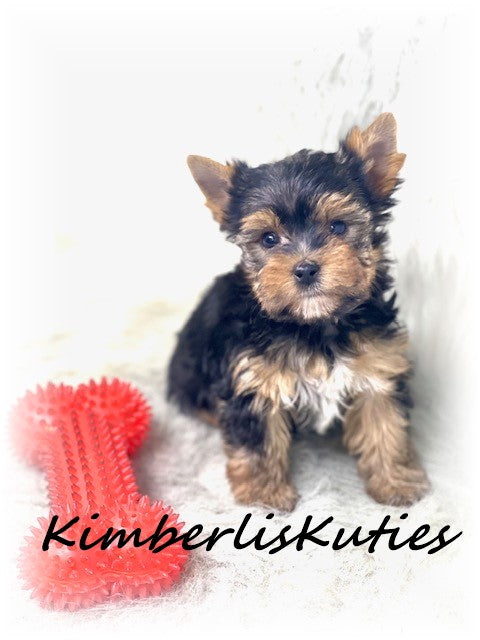 TRADITIONAL Yorkshire Terrier ~ Male, Shiloh