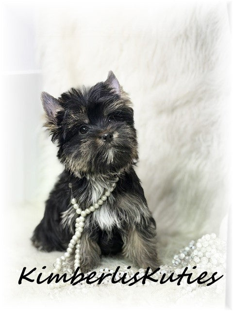 NON-FADING Black Yorkshire Terrier ~ Female, Bree