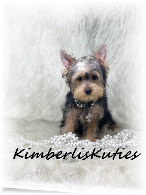 TRADITIONAL  Yorkshire Terrier ~ Female, Kaylee