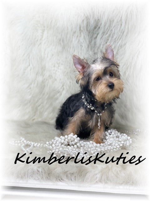 TRADITIONAL  Yorkshire Terrier ~ Female, Kaylee