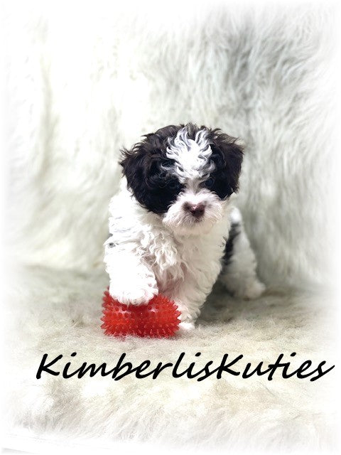 MALTI-POO (Maltese/Toy Poodle) Male, Nile