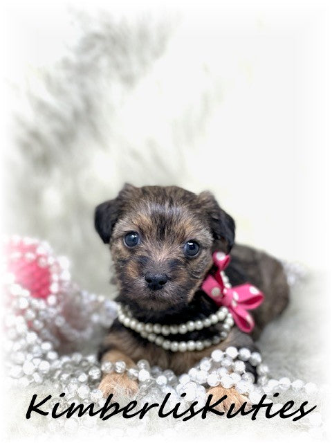 SOLD….MORKIE (Maltese/ Yorkshire Terrier) Female, Kaylie