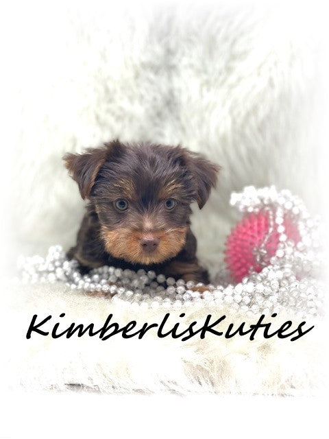 MORKIE (Maltese/ Yorkshire Terrier) Female, Phoebe