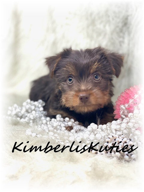 MORKIE (Maltese/ Yorkshire Terrier) Female, Phoebe