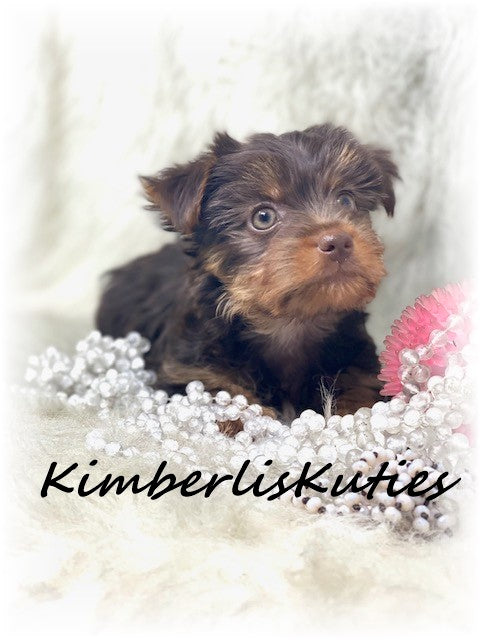 MORKIE (Maltese/ Yorkshire Terrier) Female, Phoebe