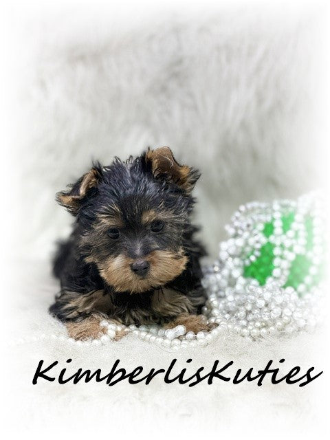 TRADITIONAL Yorkshire Terrier ~ Female, Gabby
