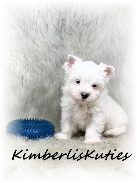PARTI Yorkshire Terrier ~ Male, Beau