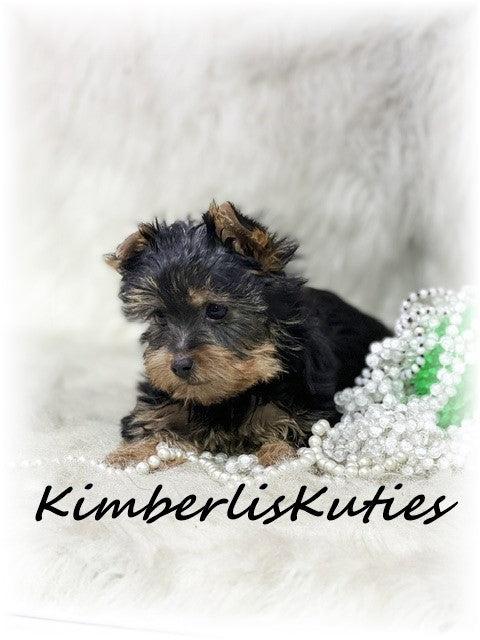 TRADITIONAL Yorkshire Terrier ~ Female, Gabby