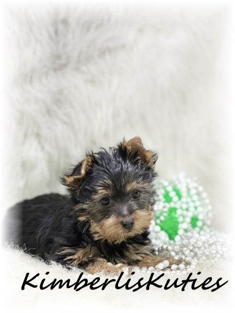 TRADITIONAL Yorkshire Terrier ~ Female, Gabby