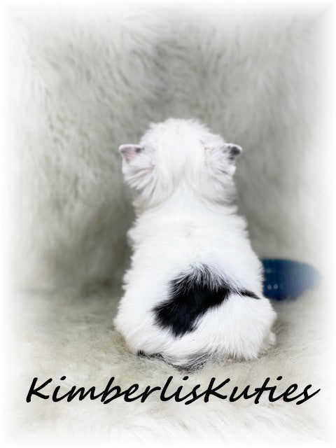 PARTI Yorkshire Terrier ~ Male, Beau