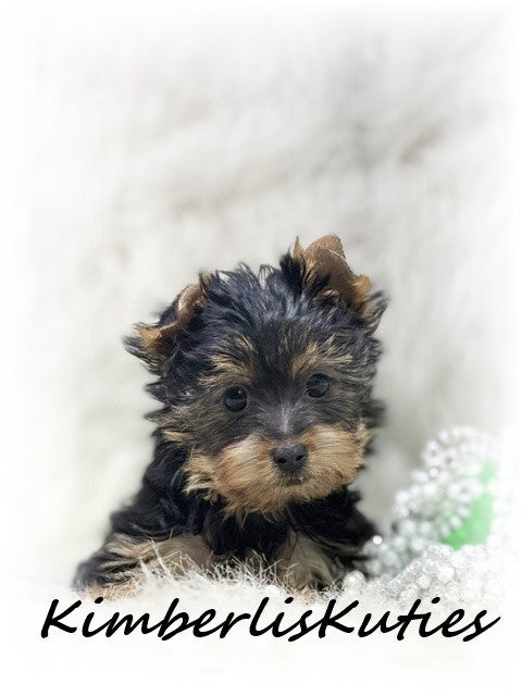 TRADITIONAL Yorkshire Terrier ~ Female, Gabby