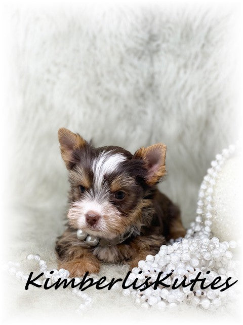 CHOCOLATE PARTI Yorkshire Terrier ~ Female, Pixie