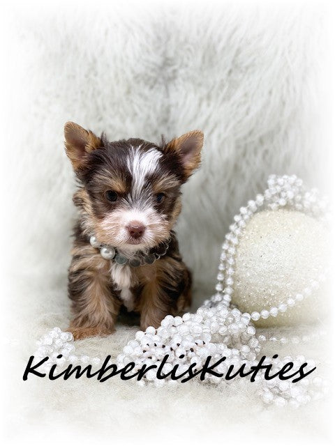 CHOCOLATE PARTI Yorkshire Terrier ~ Female, Pixie