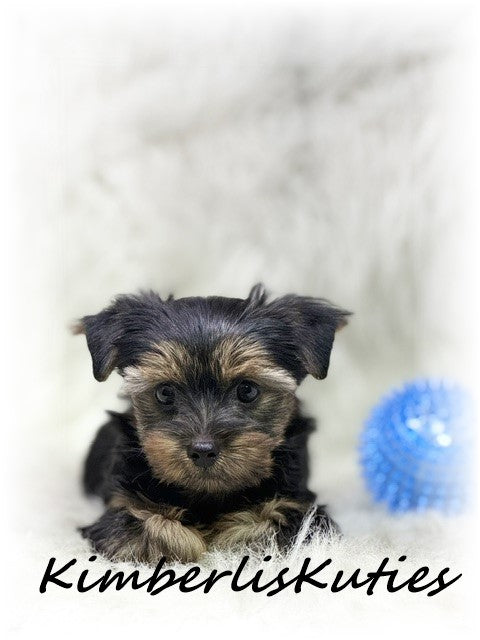 TRADITIONAL Yorkshire Terrier ~ Male, Gunner