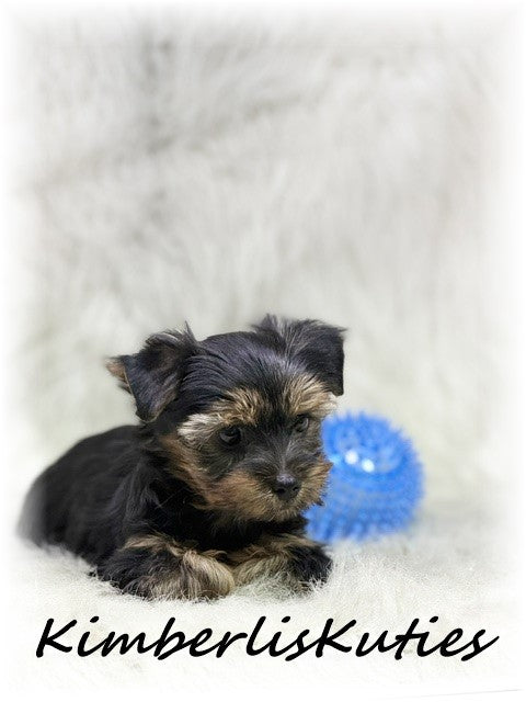TRADITIONAL Yorkshire Terrier ~ Male, Gunner