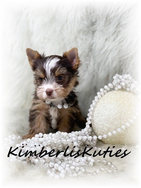 CHOCOLATE PARTI Yorkshire Terrier ~ Female, Pixie