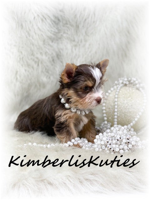 CHOCOLATE PARTI Yorkshire Terrier ~ Female, Pixie