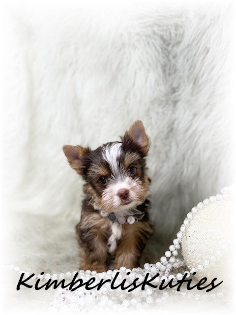 CHOCOLATE PARTI Yorkshire Terrier ~ Female, Pixie