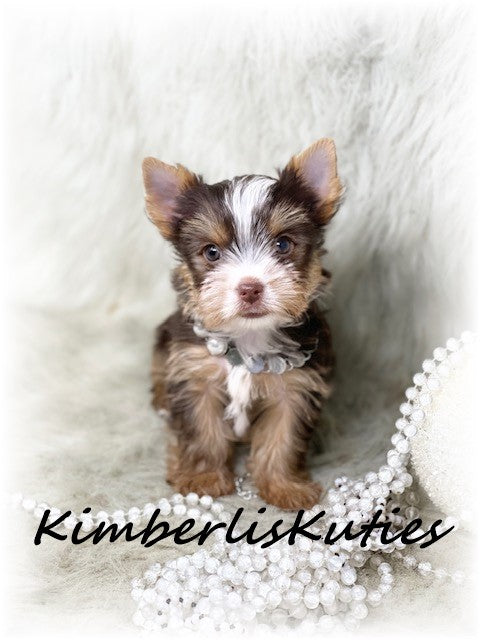 CHOCOLATE PARTI Yorkshire Terrier ~ Female, Pixie