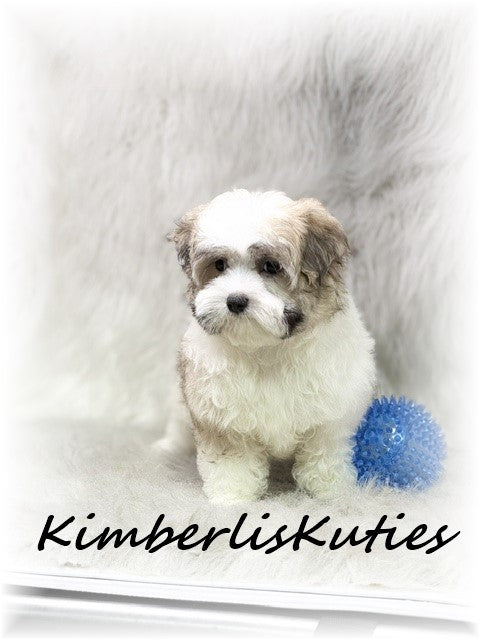 MORKIE (Maltese/ Yorkshire Terrier) Male, Nemo
