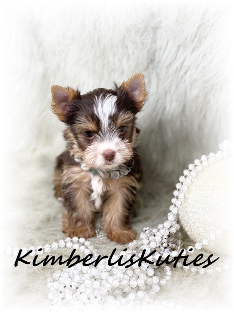 CHOCOLATE PARTI Yorkshire Terrier ~ Female, Pixie