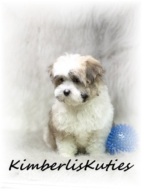 MORKIE (Maltese/ Yorkshire Terrier) Male, Nemo