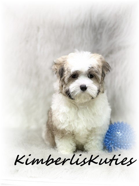 MORKIE (Maltese/ Yorkshire Terrier) Male, Nemo
