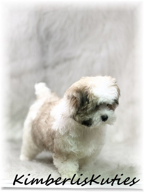 MORKIE (Maltese/ Yorkshire Terrier) Male, Nemo