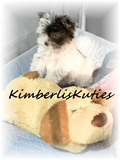 CHOCOLATE PARTI Yorkshire Terrier ~ Female, Pixie