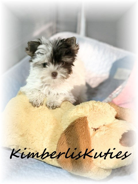 CHOCOLATE PARTI Yorkshire Terrier ~ Female, Pixie