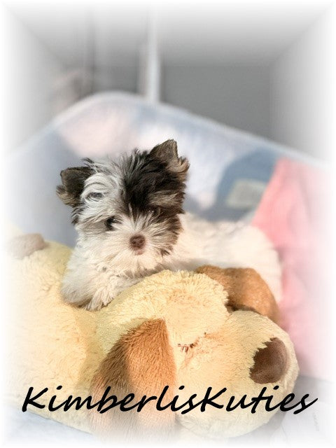 CHOCOLATE PARTI Yorkshire Terrier ~ Female, Pixie