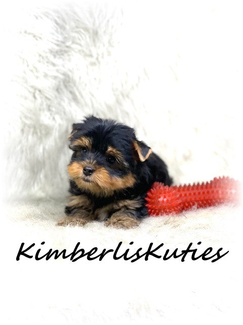 TRADITIONAL Yorkshire Terrier ~ Male, Sage