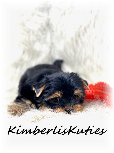 TRADITIONAL Yorkshire Terrier ~ Male, Sage