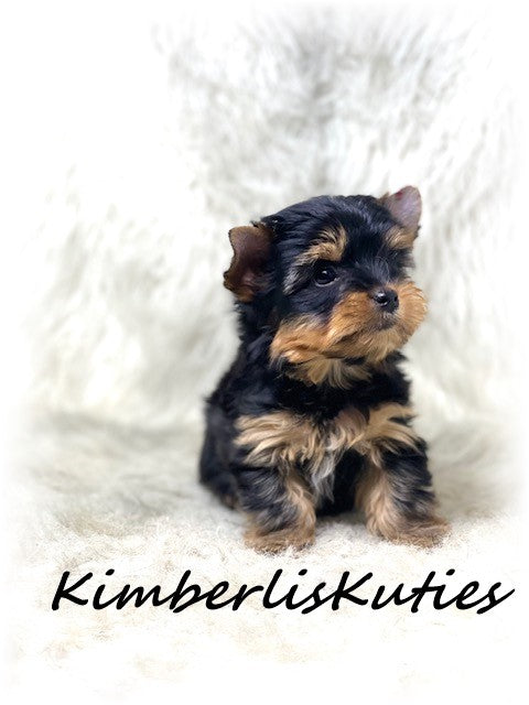 TRADITIONAL Yorkshire Terrier ~ Male, Sloane