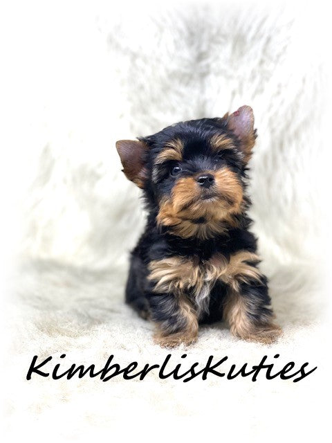 TRADITIONAL Yorkshire Terrier ~ Male, Sloane