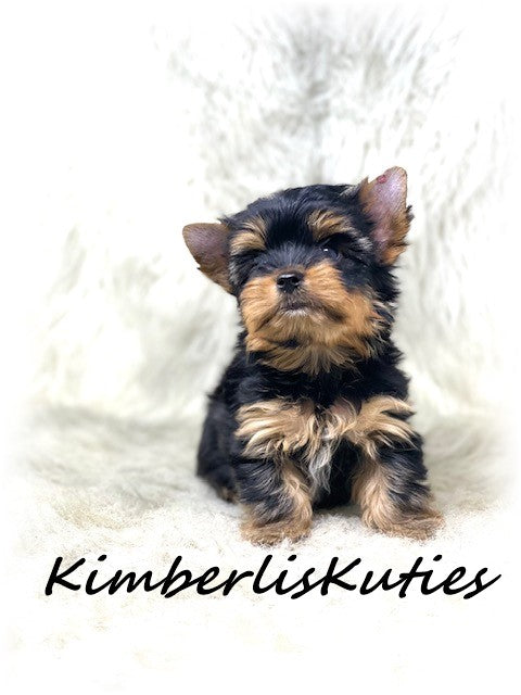 TRADITIONAL Yorkshire Terrier ~ Male, Sloane