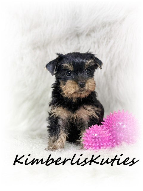 TRADITIONAL Yorkshire Terrier ~ Female, Tiny Khloe