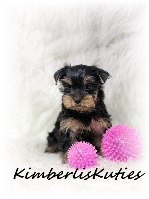 TRADITIONAL Yorkshire Terrier ~ Female, Tiny Khloe