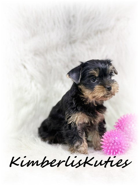 TRADITIONAL Yorkshire Terrier ~ Female, Tiny Khloe