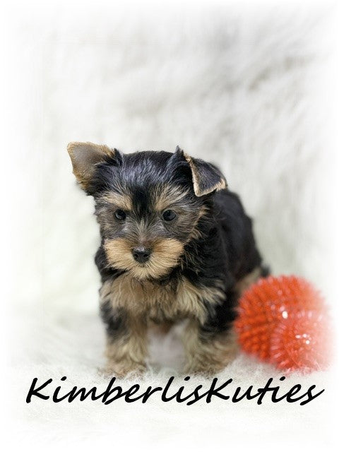 TRADITIONAL Yorkshire Terrier ~ Male, Koda