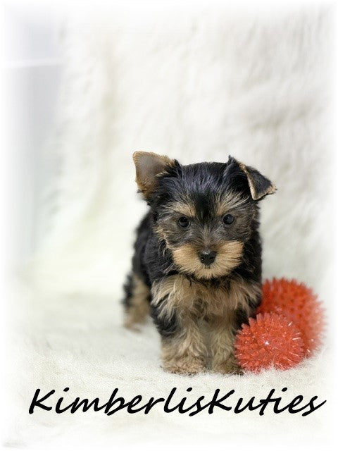TRADITIONAL Yorkshire Terrier ~ Male, Koda